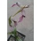 Serapias lingua