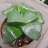 Haworthia Moonstone bayeri x comptoniana