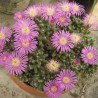 Trichodiadema densum