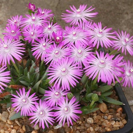 Antimima argentea
