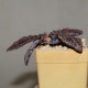 Euphorbia francoisii crassicaulis RED