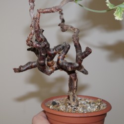 Pelargonium mirabilis