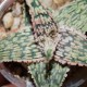 Aloe сортовое Mars hybrid 