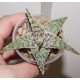 Aloe сортовое Mars hybrid 