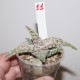 Aloe сортовое Mars hybrid 