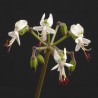 Pelargonium laxum
