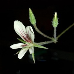 Pelargonium aridum