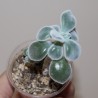 Echeveria pulvinata Frosty