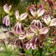 Pelargonium triste