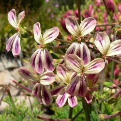Pelargonium triste