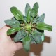 Pelargonium ochroleucum