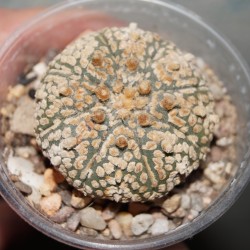 ъ26 Астрофитум Astrophytum Super Kabuto Gold - Галерея