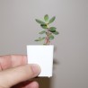 Crassula rogersii