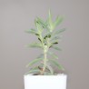 Crassula mollis