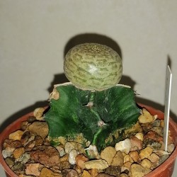 Euphorbia turbiniformis