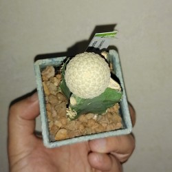 Euphorbia piscidermis