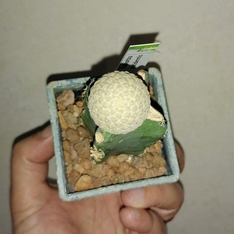 Euphorbia piscidermis