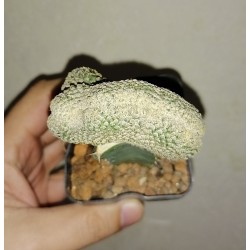 Euphorbia piscidermis cristata