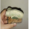 Euphorbia piscidermis cristata