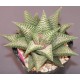 Haworthia limifolia striata x koelmaniorum