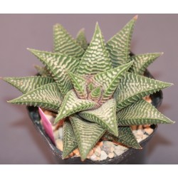 ъ24 Haworthia limifolia striata x koelmaniorum - Галерея