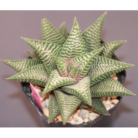 Haworthia limifolia striata x koelmaniorum