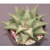 Haworthia limifolia striata x koelmaniorum