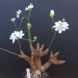 Пеларгония Pelargonium cotyledonis - Галерея