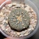 Astrophytum Ooibo Gold