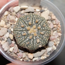 Astrophytum Ooibo Gold