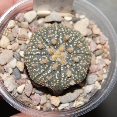 Astrophytum Ooibo Gold