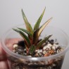 Haworthia radula variegata 11
