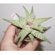 Aloe сортовое Mars hybrid