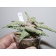 Aloe сортовое Mars hybrid