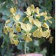 Pelargonium gibbosum
