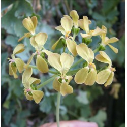 ъ26 Pelargonium gibbosum - Галерея