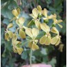 Pelargonium gibbosum