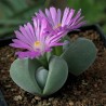 Gibbaeum dispar
