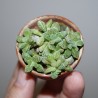 Crassula ausensis titanopsis