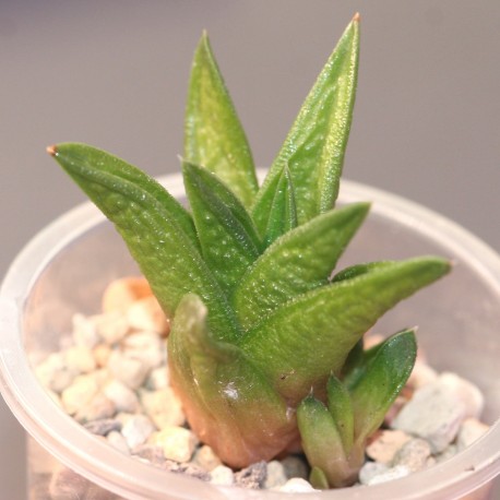 Haworthia nigra diversifolia