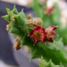 Байнезия Baynesia lophophora - Галерея