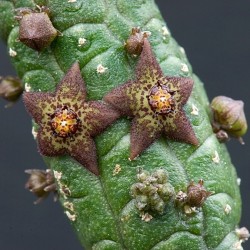 Эхиднопсис Echidnopsis archeri - Галерея