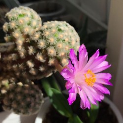 ъ26 Маммиллярия Mammillaria theresae - галерея