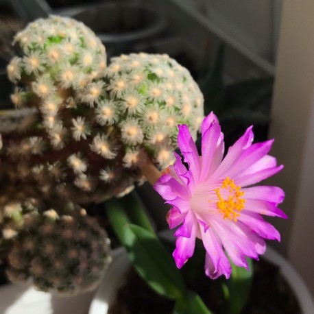 Mammillaria theresae