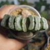 Хавортия Haworthia truncata 11-VG