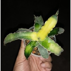 Санса Sansevieria zanzibarica variegata - Галерея