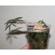 Euphorbia cylindrifolia 