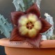 Tromotriche revoluta