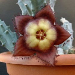 Tromotriche revoluta