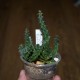 Tromotriche revoluta